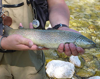 Fly fishing Soča Slovenia