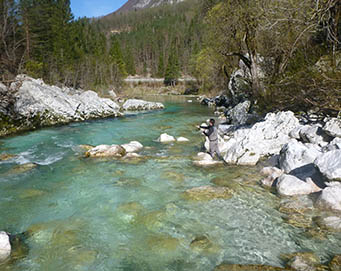 Fly fishing Soča Slovenia
