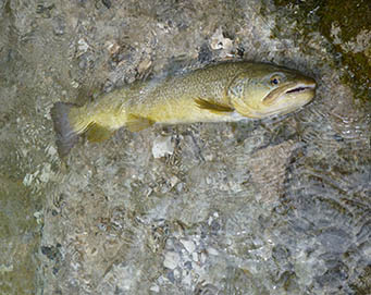 Fly fishing Soča Slovenia
