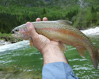 Fly fishing Soča Slovenia