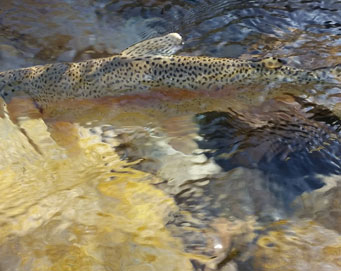 Fly fishing Soča Slovenia