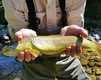 Fly fishing Soča Slovenia