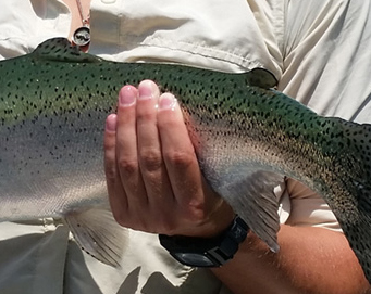 Fly fishing Soča Slovenia