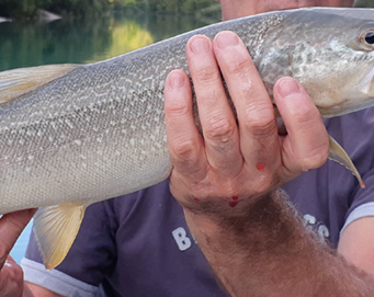 Fly fishing Soča Slovenia