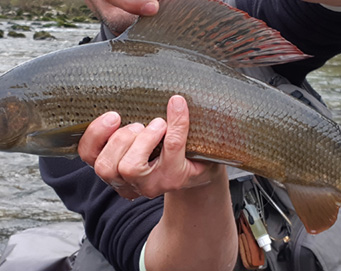 Fly fishing Soča Slovenia