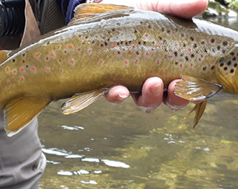 Fly fishing Soča Slovenia