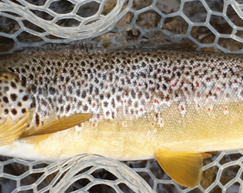 Fly fishing Soča Slovenia