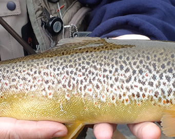 Fly fishing Soča Slovenia